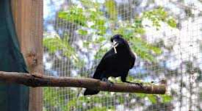 This Crow Knows How To Have Fun - Photo