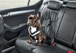 Skoda presents a new four-legged seat belt! - Photo
