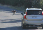 Volvo is working on developing a system for detecting kangaroos! (VIDEO) - Photo