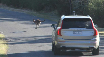 Volvo is working on developing a system for detecting kangaroos! (VIDEO) - Photo