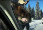A Little Warning in Canada These Days: Do Not Let The Moose Lick Your Car - Photo