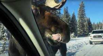 A Little Warning in Canada These Days: Do Not Let The Moose Lick Your Car - Photo