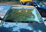 How to Remove Tree Sap from Your Car: Effective Cleaning Tips - Photo