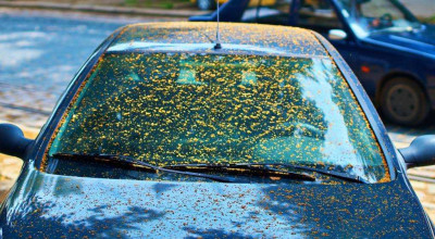 How to Remove Tree Sap from Your Car: Effective Cleaning Tips - Photo