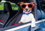 Effective Tips for Cleaning Pet Accidents in Your Car - Photo