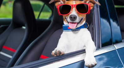 Effective Tips for Cleaning Pet Accidents in Your Car - Photo