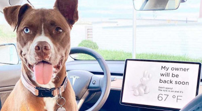 Tesla Dog Mode: The Ultimate Comfort for Your Furry Friends - Photo