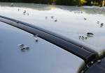 Kick Ants Out of Your Car: Natural and Effective Solutions for a Bug-Free Ride - Photo