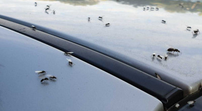 Kick Ants Out of Your Car: Natural and Effective Solutions for a Bug-Free Ride - Photo