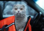Top Car Safety Picks for Pets: Ensuring a Secure and Comfy Ride - Photo