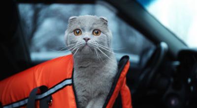 Top Car Safety Picks for Pets: Ensuring a Secure and Comfy Ride - Photo