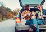 Traveling with Pets: Essential Tips for a Safe Car Journey - Photo