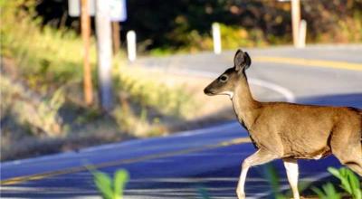 How NOT to Hit a Deer (and What to Do If You Actually Hit One) - Photo