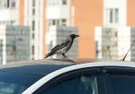 How to Safely Remove Bird Poop from Your Car and Protect Your Paint - Photo
