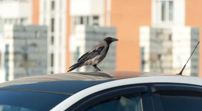 How to Safely Remove Bird Poop from Your Car and Protect Your Paint - Photo