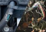 Rats Chewing Car Wires? How to Stop Rats and Mice from Damaging Your Engine - Photo