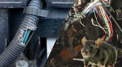 Rats Chewing Car Wires? How to Stop Rats and Mice from Damaging Your Engine - Photo