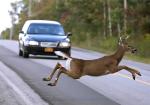 Deer Collision Season: The Worst States and Tips to Avoid Hitting an Animal - Photo