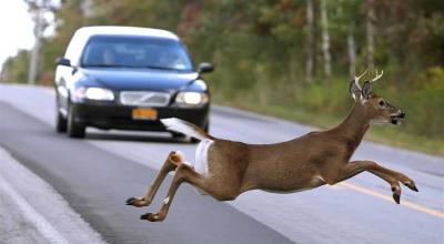 Deer Collision Season: The Worst States and Tips to Avoid Hitting an Animal - Photo