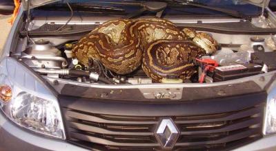 Mechanics Are Finding Some Seriously Weird Stuff in Cars - Photo