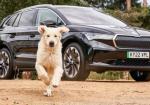 The Best Cars for Dogs Have Almost Nothing to Do With Luxury and Everything to Do With One Simple Thing - Photo
