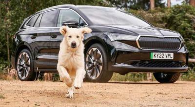 The Best Cars for Dogs Have Almost Nothing to Do With Luxury and Everything to Do With One Simple Thing - Photo