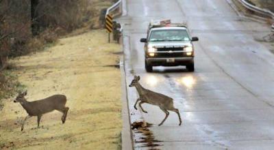 Those Little Deer Whistles on Your Bumper Promise a Lot. What Have Tests Found? - Photo