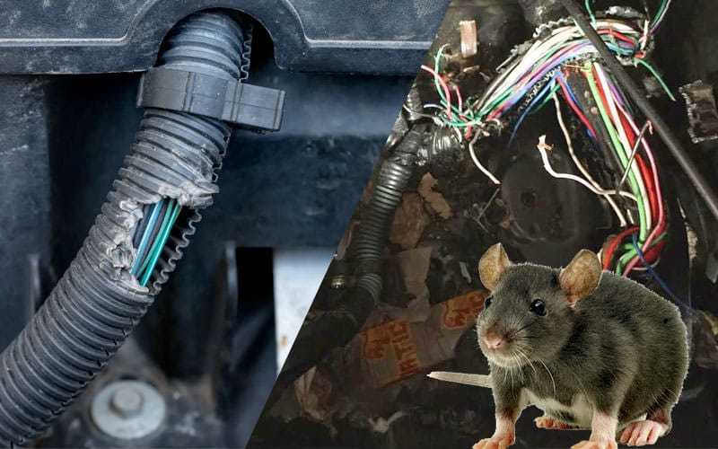 Sitemapcdatahttpsomobeldreferenzcommice Chewing Car Wires